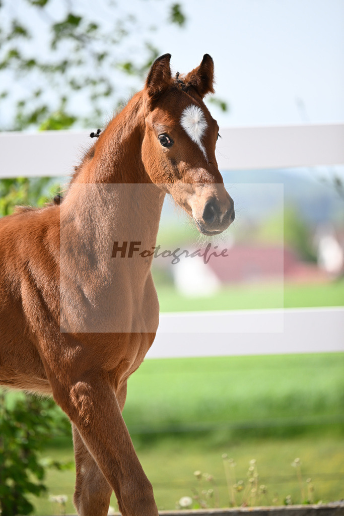 Kat-Nr. 10 SF Just Diamond x Dimaggio_von Unger_23260270 | hf-fotografie - Realisiert mit Pictrs.com