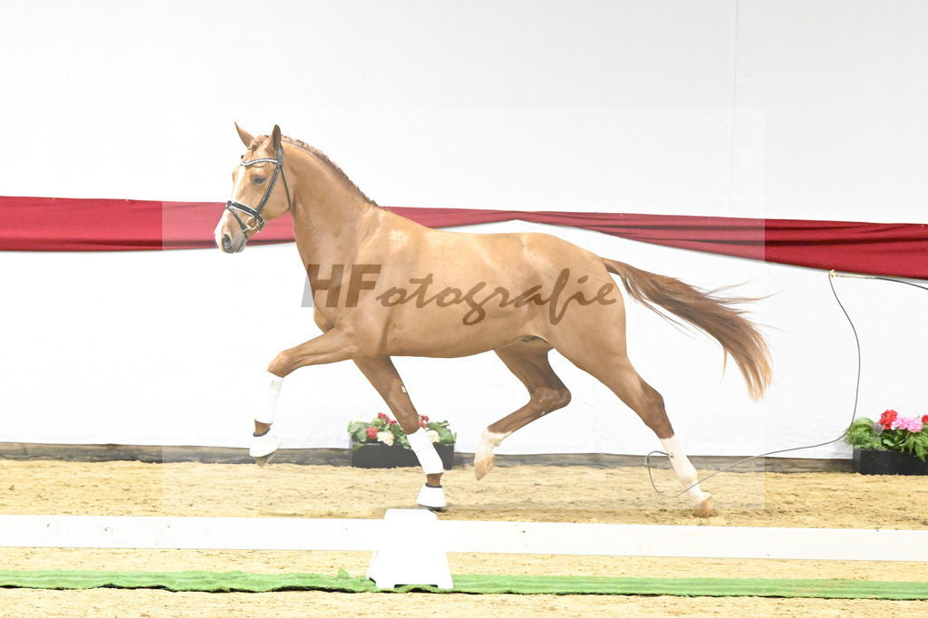 Kat-Nr. 14 v. Escamillo_Rhenania Pferde_63220221 | hf-fotografie - Realizzato con Pictrs.com