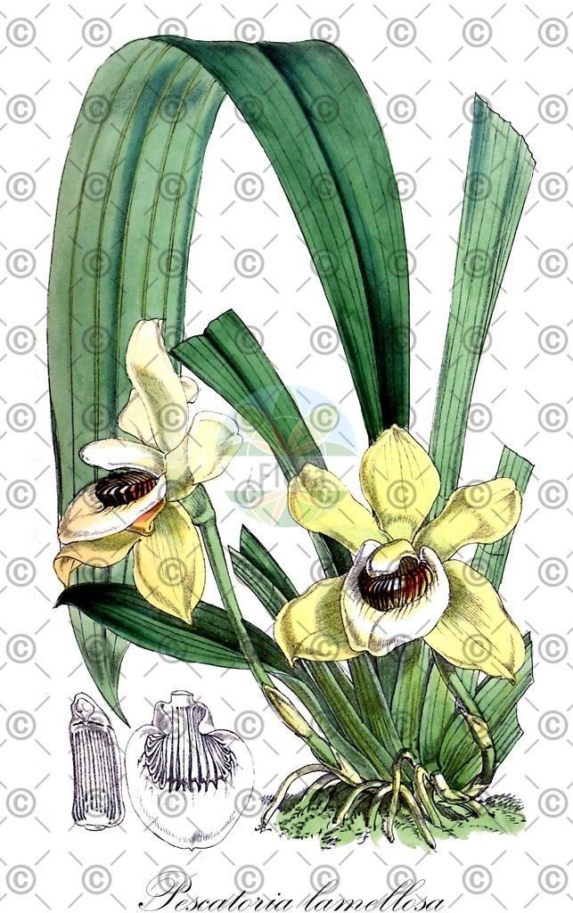 HistAbb_wfo-0001073714_1_ENZY_Simple | Historische Abbildung von Pescatoria lamellosa - Orchidaceae | Historical Illustration of Pescatoria lamellosa - Orchidaceae
