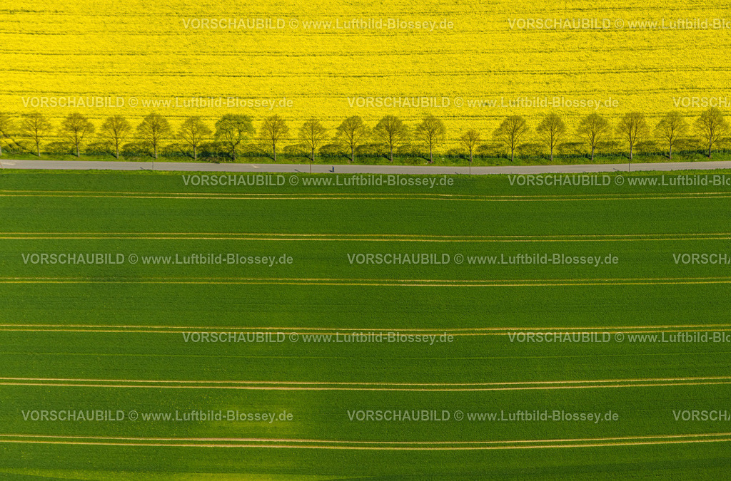 Dortmund230407843KleyRapsfeld | Luftbild, Rapsfeld in Dortmund Kley mit Baumreihe,Weg Am Zitter und Wohnsiedlung Echeloh, grüner und gelber Acker,  Kley, Dortmund, Ruhrgebiet, Nordrhein-Westfalen, Deutschland