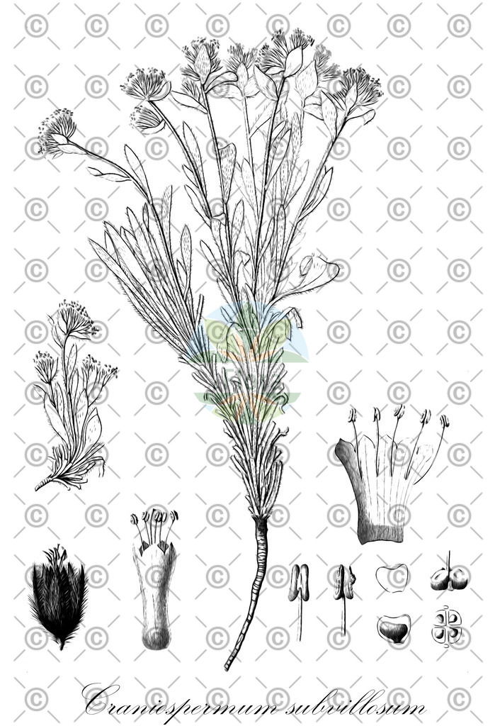 HistAbb_wfo-0000174060_1_ENZY_Simple | Historische Abbildung von Craniospermum subvillosum - Boraginaceae | Historical Illustration of Craniospermum subvillosum - Boraginaceae