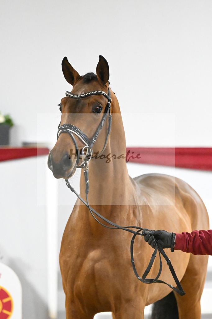 Kat-Nr. 34 v. Del Arko_Bauhofer_63221001 | hf-fotografie - Realisiert mit Pictrs.com