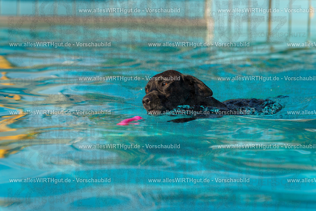 Hundeschwimmen_Grefrath_2026-allesWIRTHgut_Tierfotografie-15_09-7R509306 | Professionelle Tierfotografie in Mönchengladbach von Daniel Wirth (allesWIRTHgut). Liebevolle & natürliche Bilder von Hunden & Katzen für unvergessliche Erinnerungen.