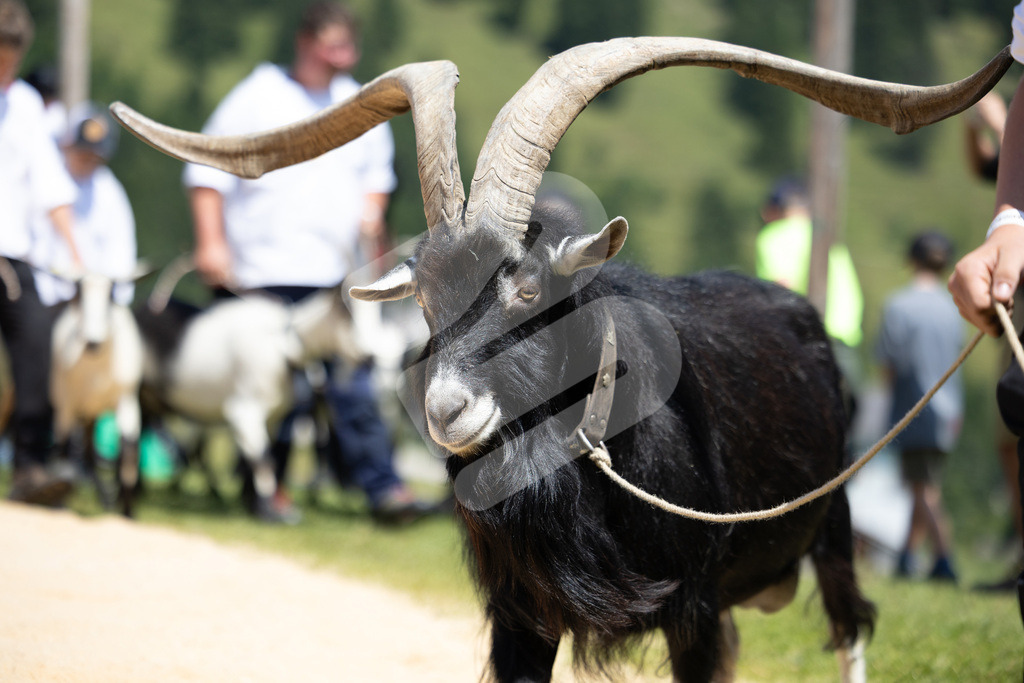 Rigi2025_2104 | Die Schwinger des Schwyzer Kantonalen Schwingerverbandes: Fotos, die Dynamik und Leidenschaft festhalten, sowie emotionale Momente aus dem traditionellen Schwingsport zeigen. - Realisiert mit Pictrs.com