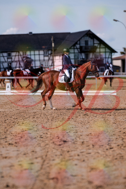 2026_10_03_Siefer-Hof_123438_Z81_32565397 | Professionelle Reitsport-, Turnier- und Eventfotografie von Robert Broda. Galerien mit ausgewählten und bearbeiteten Bildern direkt online ansehen und bestellen.