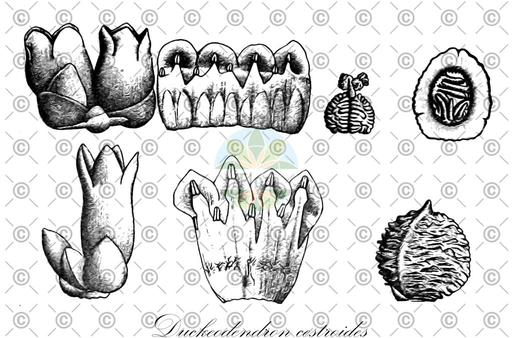 HistAbb_48MY_1_ENZY_Simple | Historische Abbildung von Duckeodendron cestroides - Solanaceae | Historical Illustration of Duckeodendron cestroides - Solanaceae