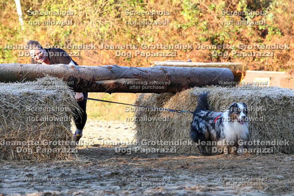 Dog Paparazzi - Strongdog 10-25-629 | Dog Paparazzi Jeanette Grottendiek Fotografie & Videografie - Realisiert mit Pictrs.com