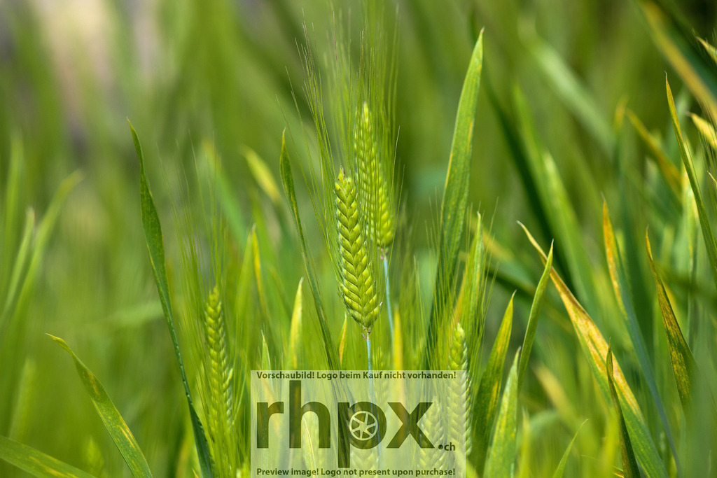 Gerstenfeld im Sommerlicht | Natur. Ruhe. Wachstum.Frische grüne Gerstenähren wiegen sich sanft im hellen Sommerlicht und fangen die lebendige Energie eines sonnigen Tages ein. Die weiche Tiefenschärfe betont die feinen Details der Grannen und schafft eine beruhigende, natürliche Atmosphäre.Wähle unter "Produktauswahl" dein Wunschformat: Vom klassischen Wandbild über Puzzle &amp; Tassen bis zum digitalen Download (z.B. als Handy-Hintergrund). - Realisiert mit Pictrs.com