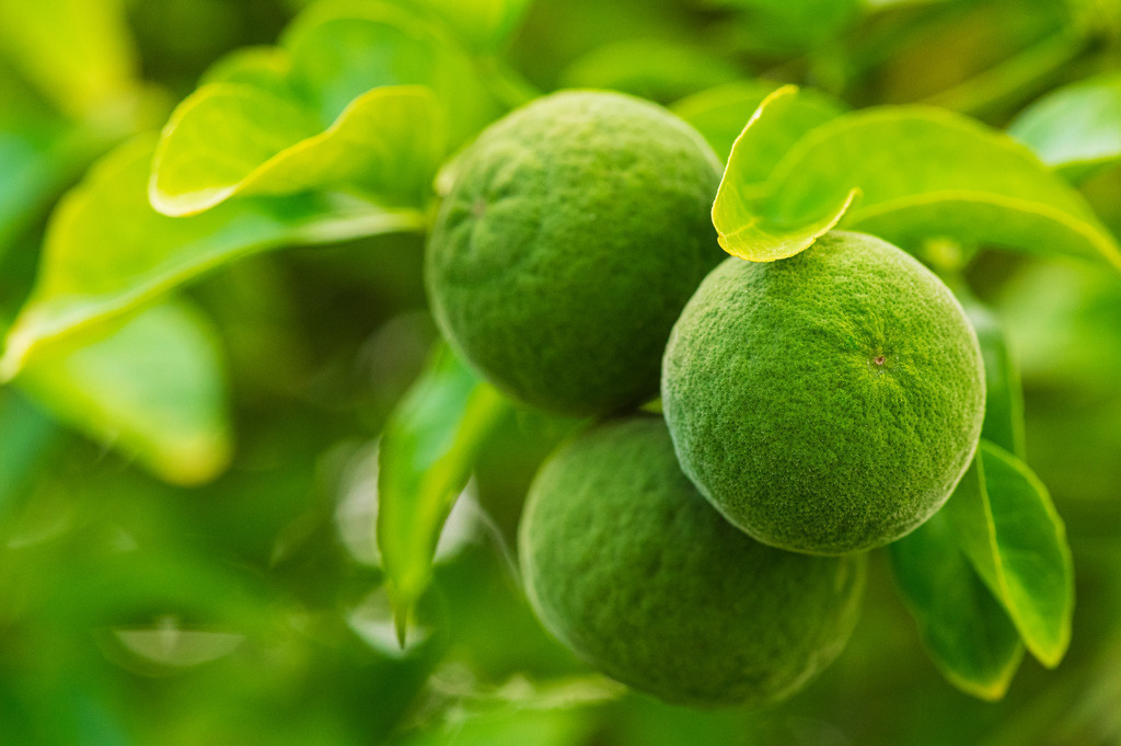 2023_08_13_HH-BOTANISCHER-GARTEN_MCP1538 | Hochwertig gedruckte Fotografien für die Wand, als Kalender und zum Verschenken. Hamburg & Norddeutschland und überall wo ich mit der Kamera unterwegs war.