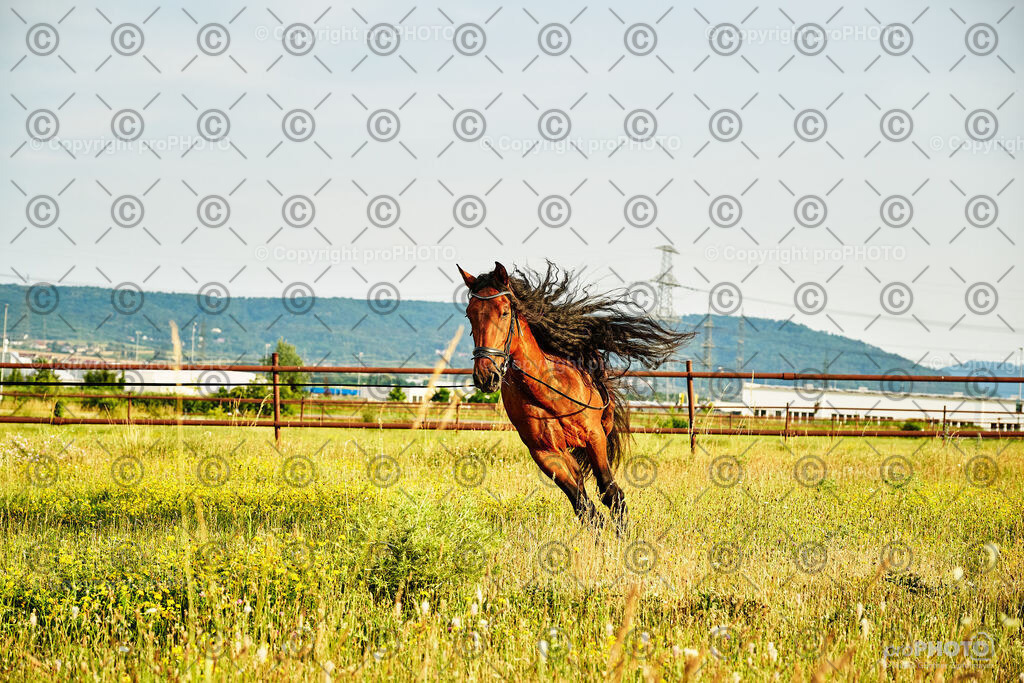 325_202406_Niki-Herodes_NZ9_0294 | proPHOTO - Realisiert mit Pictrs.com