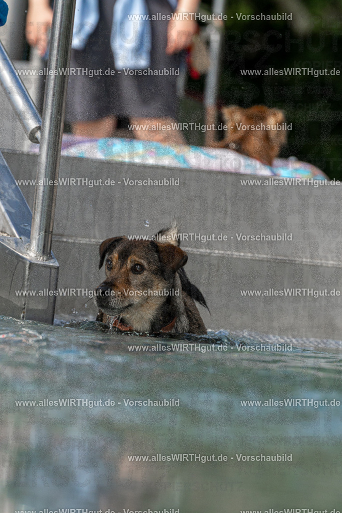 Hundeschwimmen_Volksbad_2026-allesWIRTHgut_Tierfotografie-2609061453-FAY07000 | Professionelle Tierfotografie in Mönchengladbach von Daniel Wirth (allesWIRTHgut). Liebevolle & natürliche Bilder von Hunden & Katzen für unvergessliche Erinnerungen.