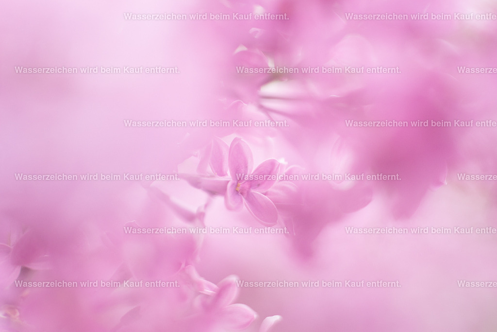 Traumzeit | Die Botschaft zum Bild lautet: Nutze diese Energie für deine Träume im Leben. Die Traumzeit zeigt dir deine tiefen Sehnsüchte an.