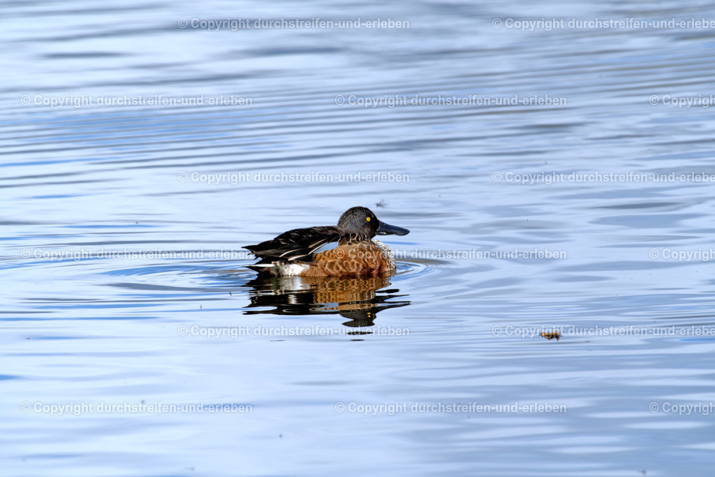 Eine Löffelente schwimmt auf einem Teich. A soveler swims on a pond. | Eine Löffelente schwimmt auf einem Teich im Vogelschutzgebiet Rieselfelder in Münster. A shoveler swims on a pond in the Rieselfelder bird sanctuary in Münster. - Realisiert mit Pictrs.com