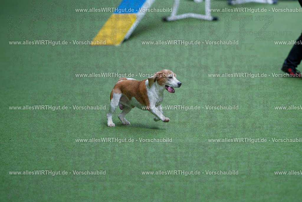 @allesWIRTHgut_Tierfotografie - www.allesWIRTHgut.de - 2604261115-7R509383 | Professionelle Tierfotografie in Mönchengladbach von Daniel Wirth (allesWIRTHgut). Liebevolle & natürliche Bilder von Hunden & Katzen für unvergessliche Erinnerungen.