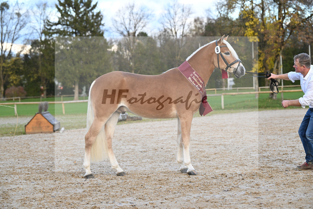 Kat-Nr. 9 Wilson P v. Wegas_Bleicher_60221823 | hf-fotografie - Realisiert mit Pictrs.com
