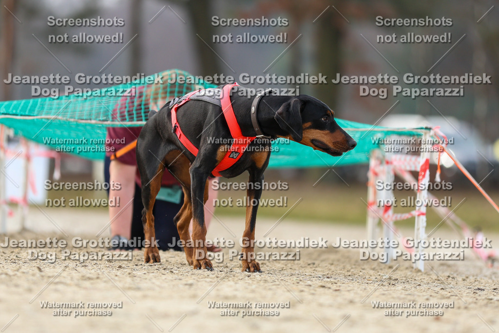 Dog Paparazzi - Strongdog North Mrz26-4704 | Dog Paparazzi Jeanette Grottendiek Fotografie & Videografie - Realisiert mit Pictrs.com