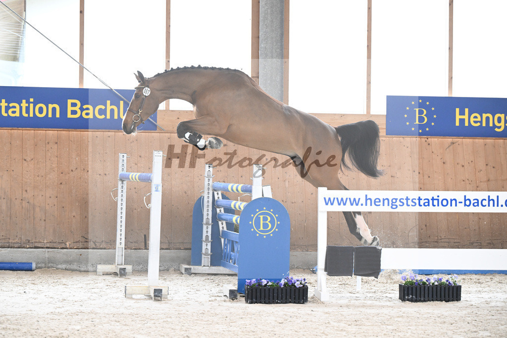 Kat-Nr. 57 Toby v. Taycan B_Pollnow_7240268 | hf-fotografie - Realisiert mit Pictrs.com