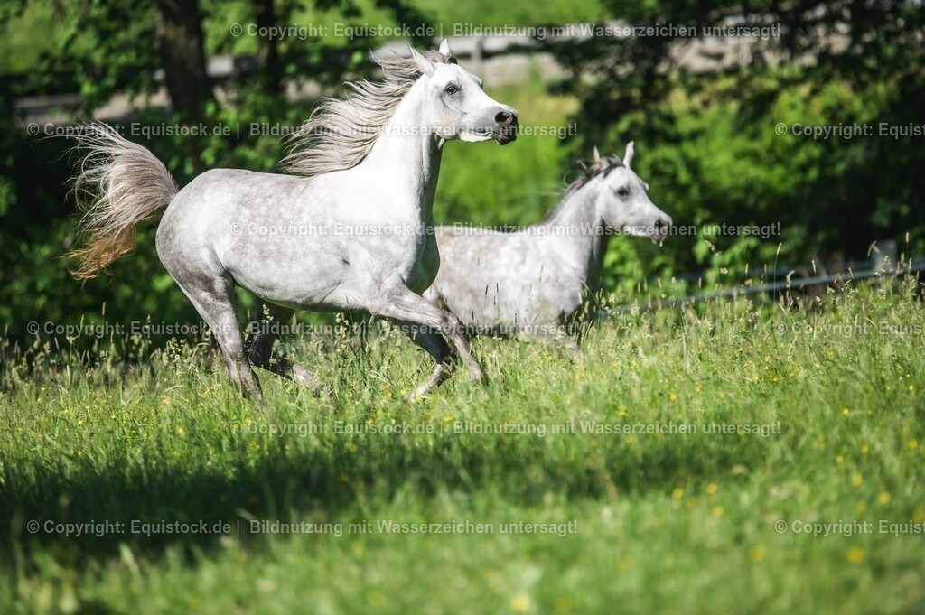 20210617_Araber_Marbach_Koppel_0072 | Foto: Thomas Hartig