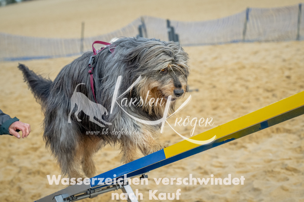 0909_ZZ91923-Bearbeitet | kk-dogfotos
