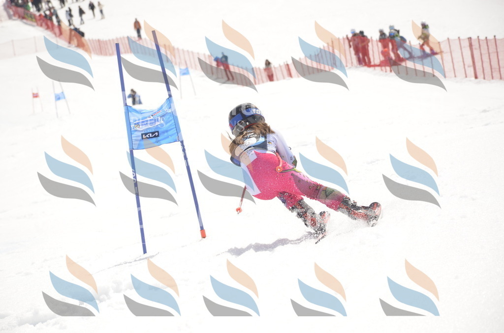 _ELE8869 | holidayphoto