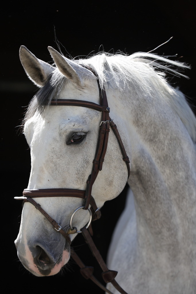 0P6A8901 | Willkommen bei Brunnmayr - Design & Fotografie – Ihrem Spezialisten für Reitturniere und Pferdeveranstaltungen in Oberösterreich, Salzburg und Bayern! Seit über 17 Jahren sind wir leidenschaftlich dabei.