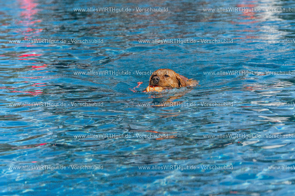 Hundeschwimmen_Volksbad_2026-allesWIRTHgut_Tierfotografie-2609061118-FAY06193 | Professionelle Tierfotografie in Mönchengladbach von Daniel Wirth (allesWIRTHgut). Liebevolle & natürliche Bilder von Hunden & Katzen für unvergessliche Erinnerungen.