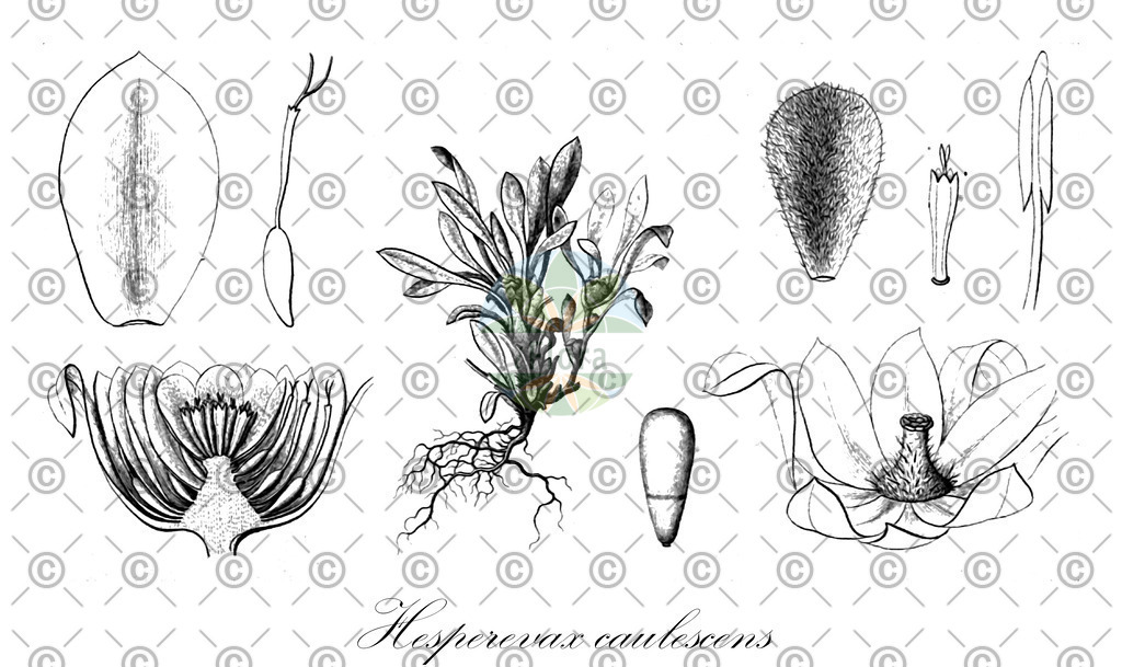 HistAbb_wfo-0000721077_2_ENZY_Simple | Historische Abbildung von Hesperevax caulescens - Asteraceae | Historical Illustration of Hesperevax caulescens - Asteraceae (hogwallow starfish)