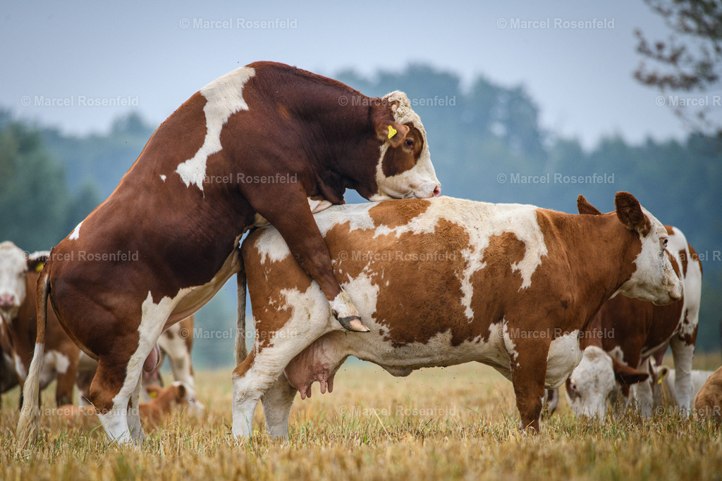 _DSC2714 | foto-rosenfeld
