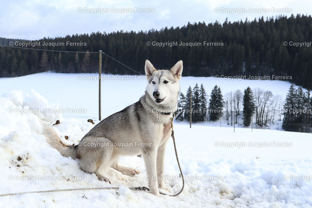 20230204_schli_00010 | Schönwald am 4. Februar 2023, Schlittenhundemarathon, Schlittenhunde-Etappenrennen in im Südschwarzwald (Deutschland). Es umfasst eine Distanz von 41 km aufgeteilt in zwei Etappen von 26 km und 15 km.  Jeder Teilnehmer bewältigt das Rennen mit einem 8-Hunde-Team und Schlitten, v.l., Fotoimpressionen, Hunde vor dem Start
 - Realisiert mit Pictrs.com