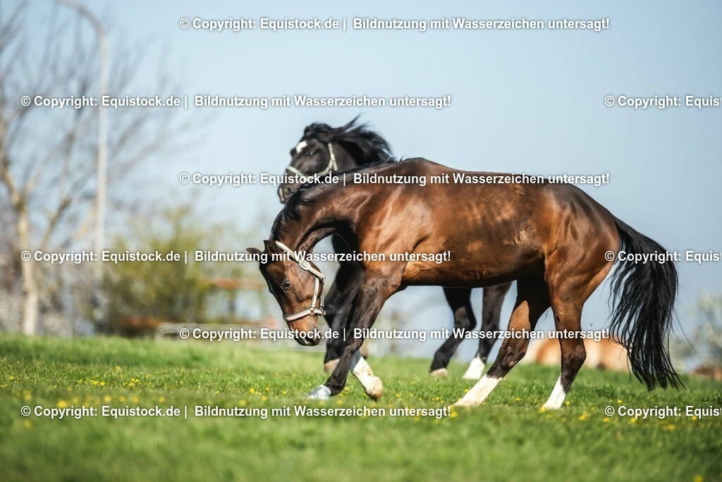 20210426_Pferd-auf-Koppel_0047 | equistock