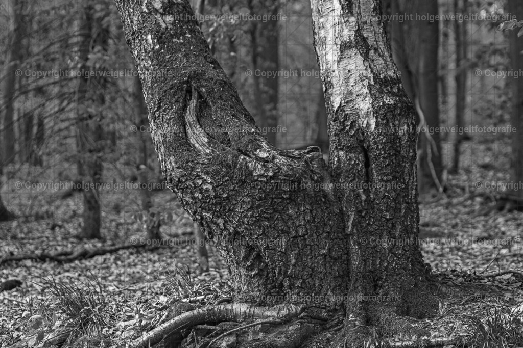 Duo | Kaufen sie online außergewöhnliche Fotografien auf Leinwand Acrylglas Fotoprint Aludibond von holgerweigeltfotografie - Realisiert mit Pictrs.com