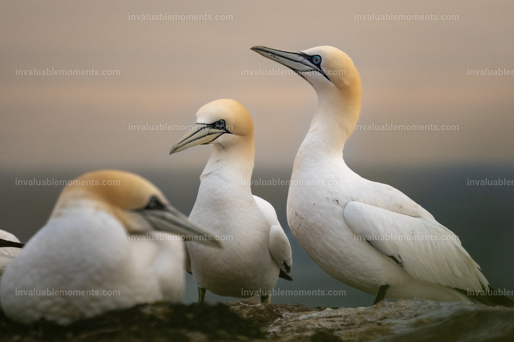 DSC_7037 | invaluablemoments.com - Realisiert mit Pictrs.com