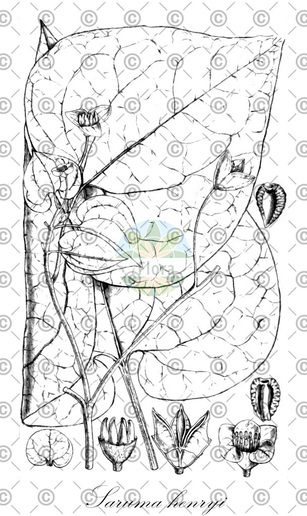 HistAbb_wfo-0000897845_1_ENZY_Simple | Historische Abbildung von Saruma henryi - Aristolochiaceae | Historical Illustration of Saruma henryi - Aristolochiaceae