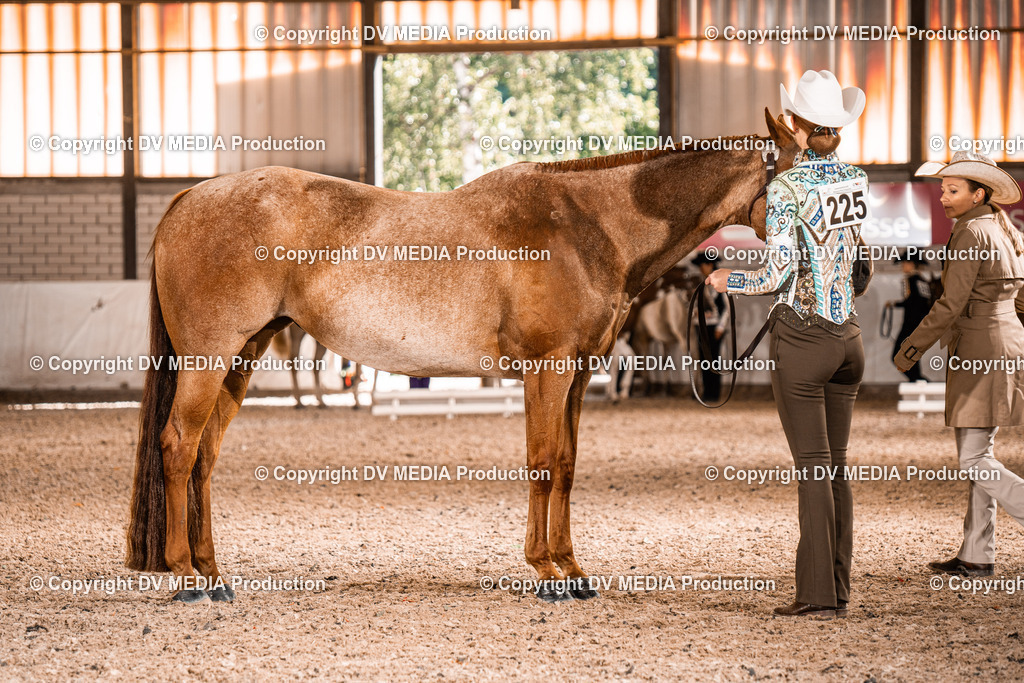 ZH100021 | dv-media-shop - Realisiert mit Pictrs.com