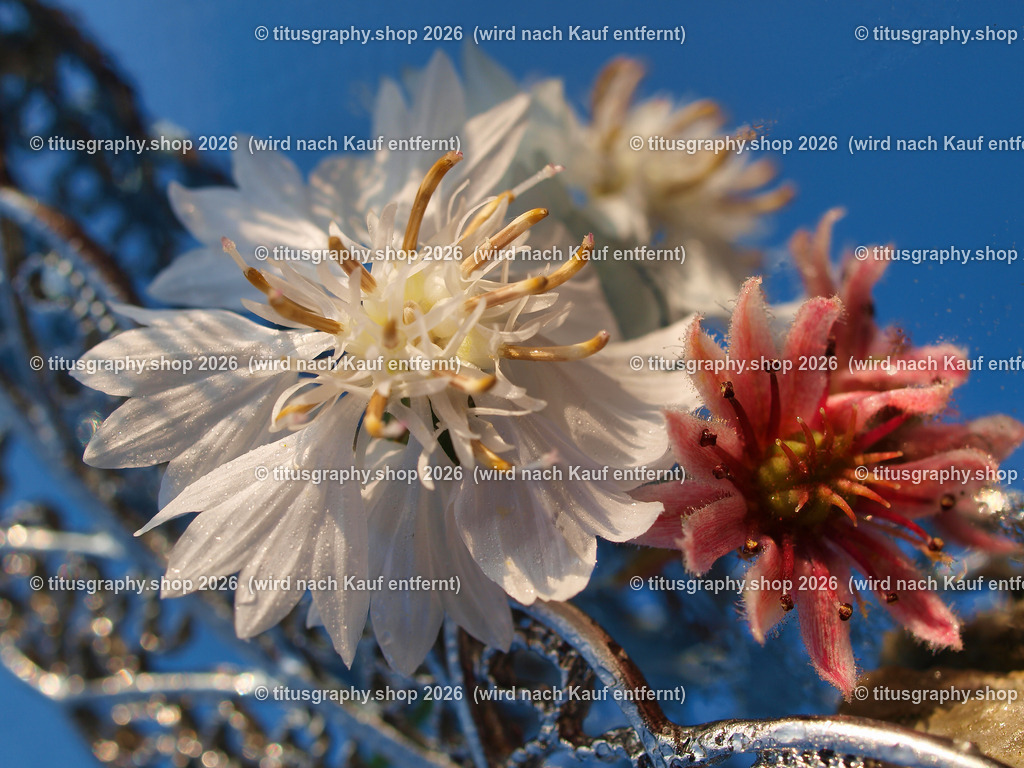 titusgraphy_P9178261-vz-ln | titusgraphy-shop: Geschenkideen mit Qualitätsfotos. titusgraphy-shop: gift ideas with quality photos. titusgraphy-shop: idées cadeaux avec photos de qualité.  - Realisiert mit Pictrs.com