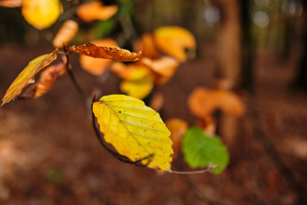 Bunte Buchenblätter im Herbst | Burgenland, Austria - November 03, 2019: Bunte Buchenblätter im Herbst. - Realisiert mit Pictrs.com