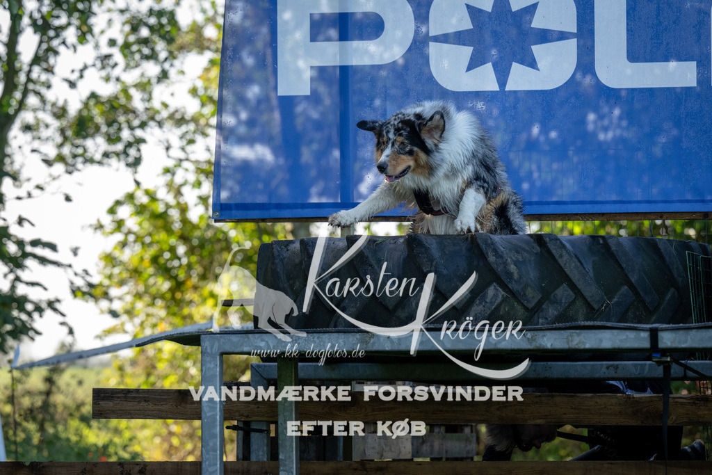 1035-91134 | kk-dogfotos