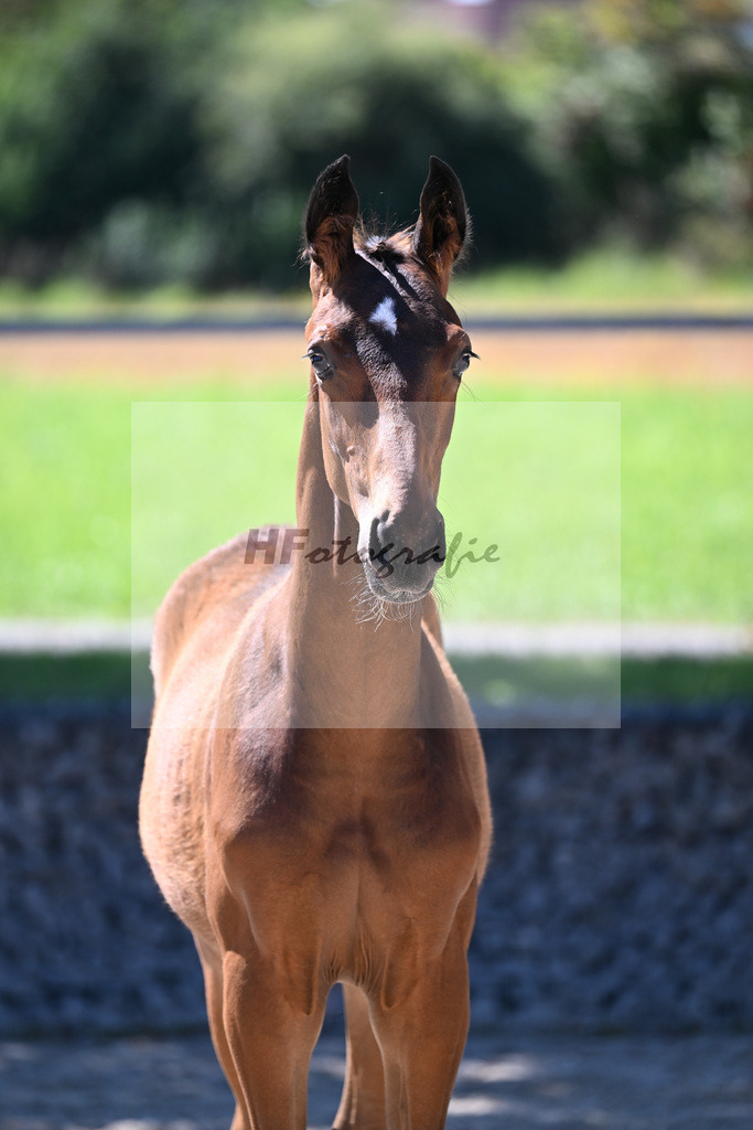 Kat-Nr. 1 Benicio x Rosengold_HF_Setzen_26250244 | hf-fotografie - Realisiert mit Pictrs.com