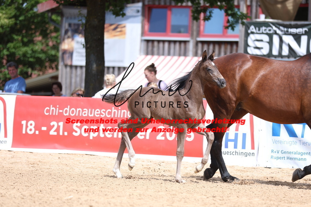 Fohlenschau_Schwäbisch_Hall_dressurbetonte_Fohlen_KN 53_4 | lmwpictures - Realisiert mit Pictrs.com