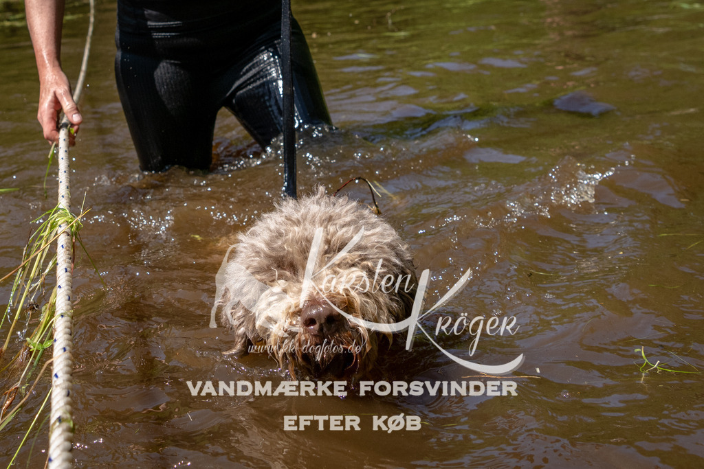 DK K991119141411 | kk-dogfotos