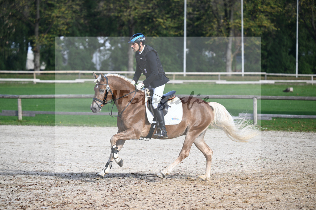 Kat-Nr. 8 Eiswind_Sendig Gestuet Meura_44240819 | hf-fotografie - Realisiert mit Pictrs.com