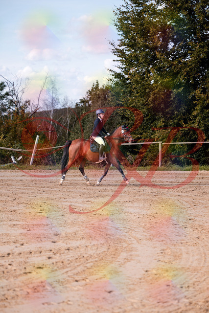 2026_10_03_Siefer-Hof_145620_Z81_37155792 | Professionelle Reitsport-, Turnier- und Eventfotografie von Robert Broda. Galerien mit ausgewählten und bearbeiteten Bildern direkt online ansehen und bestellen.