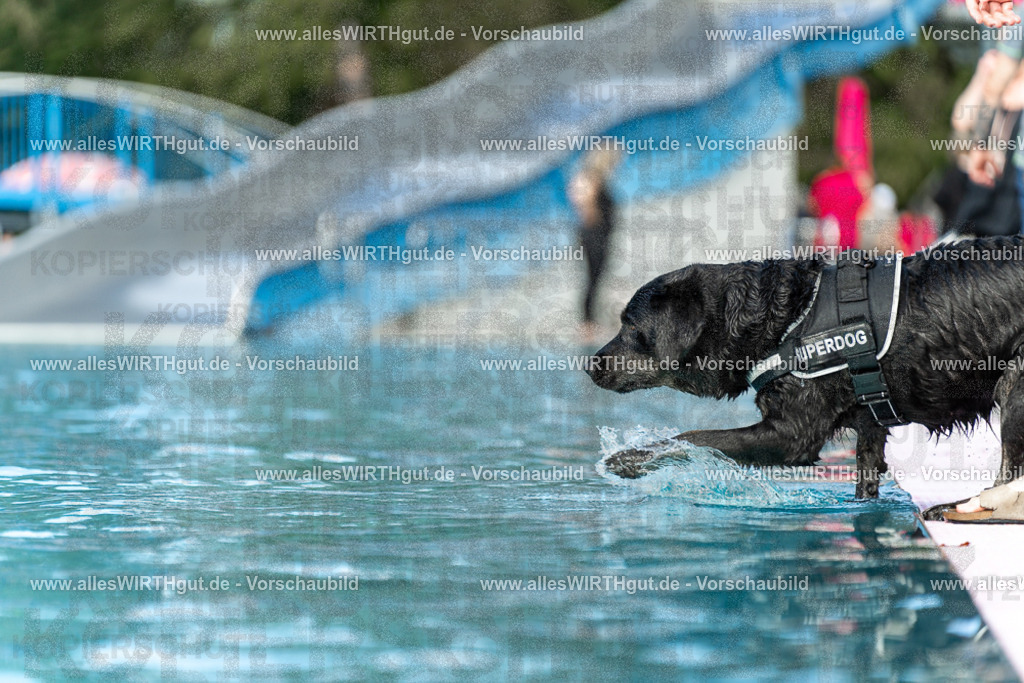 Hundeschwimmen_Volksbad_2026-allesWIRTHgut_Tierfotografie-2609061501-7R501286 | Professionelle Tierfotografie in Mönchengladbach von Daniel Wirth (allesWIRTHgut). Liebevolle & natürliche Bilder von Hunden & Katzen für unvergessliche Erinnerungen.