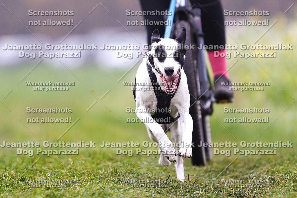 Dog Paparazzi - Visbeck 25 -177 | Dog Paparazzi Jeanette Grottendiek Fotografie & Videografie - Realisiert mit Pictrs.com