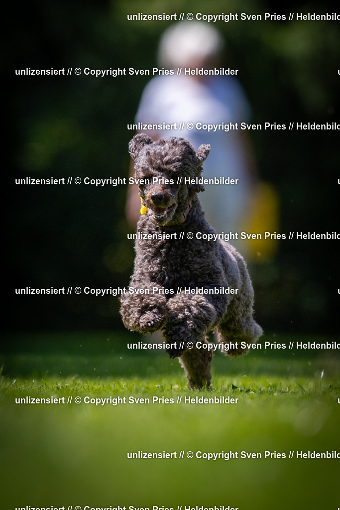 Sven Pries | 2025-08-10 - Hunderennen Durlach - Realisiert mit Pictrs.com