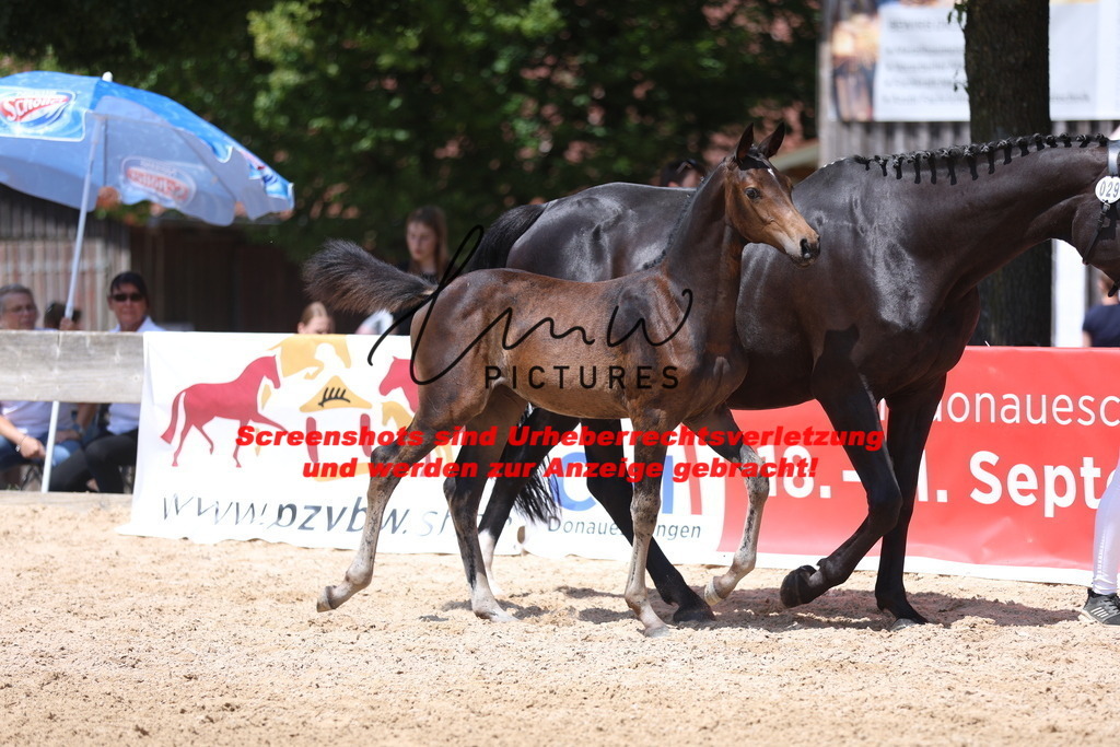 Fohlenschau_Schwäbisch_Hall_springbetonte_Fohlen_KN 29_11 | lmwpictures - Realisiert mit Pictrs.com