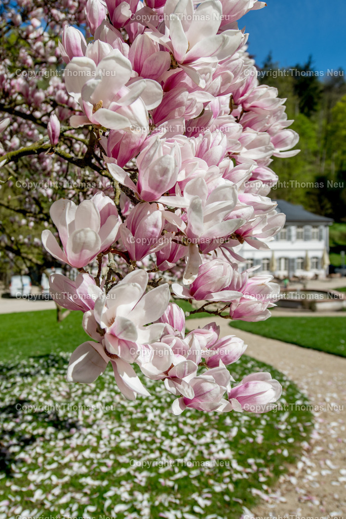 Fuerstenlager-magnolienbluete-bensheim-auerbach-staatspark-parklandschaft-sommersitz-hessische-Fuerstenfamile-Fotografie-Thomas_Neu.jpg-19 | Blick über das historische Gebäudeensemble im Staatspark Fürstenlager in Bensheim-Auerbach, eingebettet in die frühlingshafte Landschaft der Bergstraße. Blühende Magnolien und frisches Grün rahmen die klassizistischen Gebäude, während sich im Hintergrund die bewaldeten Hänge des Odenwaldrandes erheben. Der ehemalige Sommersitz der Landgrafen von Hessen-Darmstadt zeigt sich hier in seiner ganzen landschaftlichen und architektonischen Schönheit.,Bild: Thomas Neu