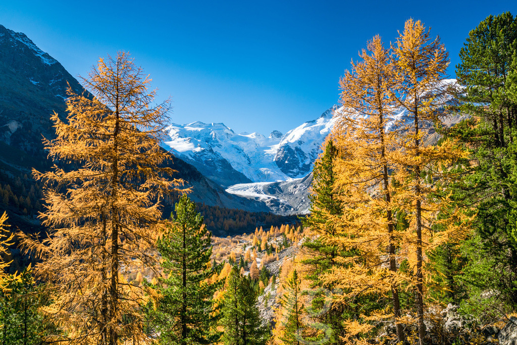 Morteratschgletscher eingebettet in gelben Lärchen, Pontresina, Schweiz | Morteratsch Glacier embeded in yellow larches near Pontresina, Switzerland - Realisiert mit Pictrs.com
