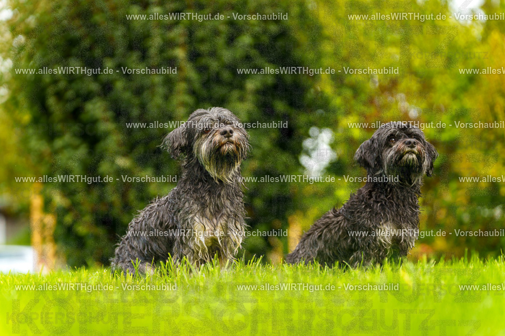 Hundeschwimmen_Grefrath_2026-allesWIRTHgut_Tierfotografie-11_05-7R503036 | Professionelle Tierfotografie in Mönchengladbach von Daniel Wirth (allesWIRTHgut). Liebevolle & natürliche Bilder von Hunden & Katzen für unvergessliche Erinnerungen.