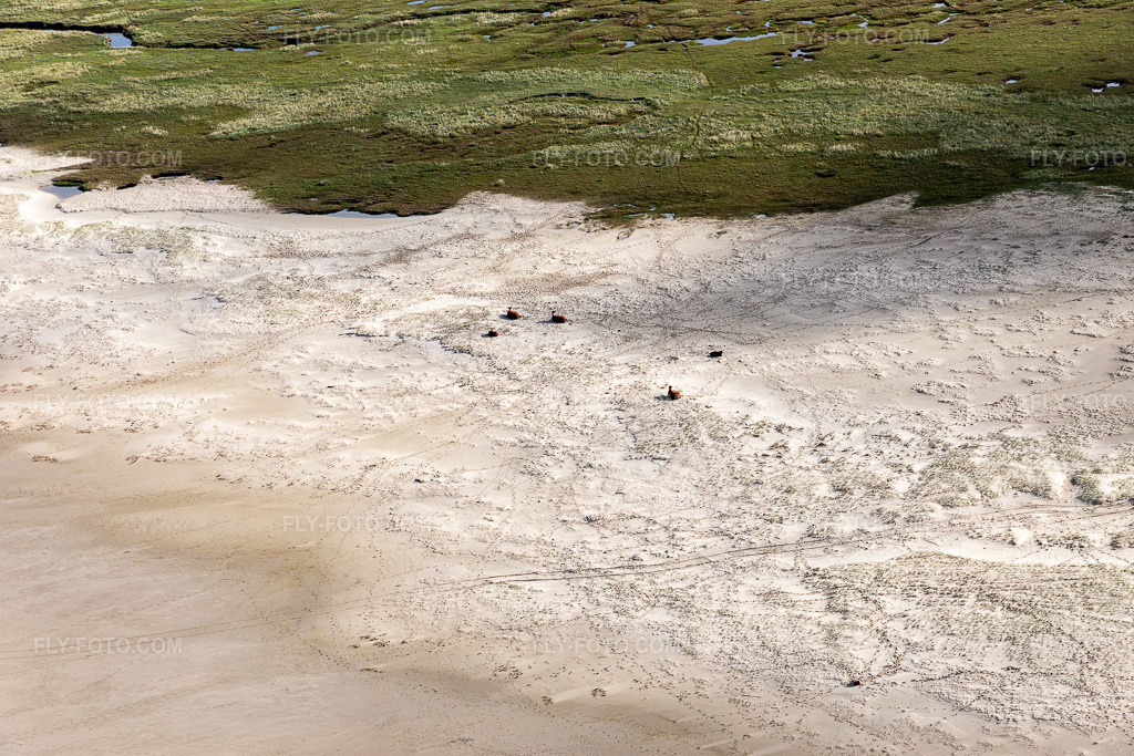 Aerial view: Cattle in the dunes on the sandy beach in Fanø in the state South Denmark, Denmark.Photo: IMG_118572.jpg taken on 09/21/2019 by Werner Riehm/FLY-FOTO.comResolution of the original: 5472 x 3648 px